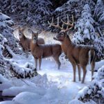 Painting By Numbers Kits For Adults Reindeer