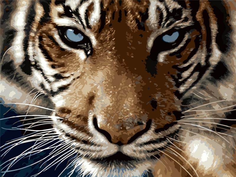 Painting By Numbers Kits For Adults Tiger